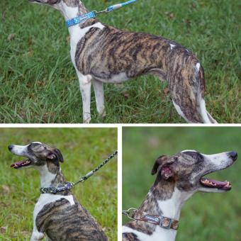 dog collar harness leash kit