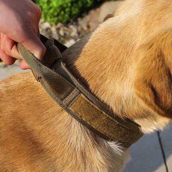 printed collar leash set
