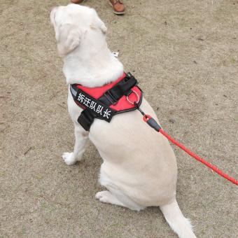 service dog harness